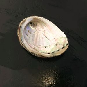 Alabaster shell